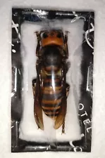 Vespa mandarinia japonica, 1 Queen specimen, giant murder hornet from Japan