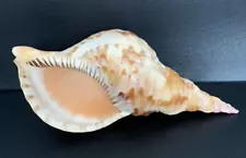 Large 10" Pacific Triton Trumpet Seashell