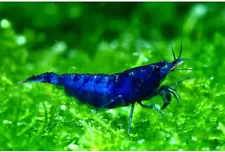 10 Neocaridina Freshwater Aquarium Shrimps 1/4 to 1/2 Inch Long. Pick Your Color