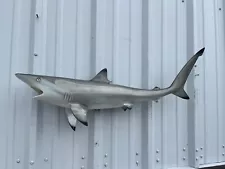 36" Blacktip Shark Two Sided Mount Replica - Quick Production