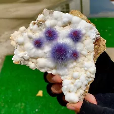 253G Indian dandelion zeolite Quartz Crystal Cluster Mineral Specimen