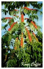 Kona Coffee famous beans red ripe for picking Hawaii Postcard