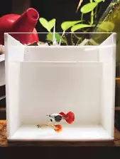 dumbo mosaic guppy for sale