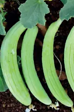 armenian cucumber plants for sale