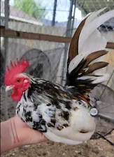 malaysian serama bantam for sale