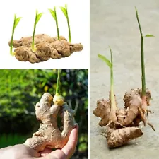 ginger rhizomes for sale