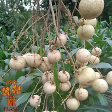 Grafted Longan Fruit Tree 40-50 Cm Dhl Express Shipping