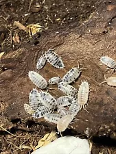 Dairy Cow 30+ Count Isopods for Sale LIVE Feeder Clean Up Crew Reptile Mix Age