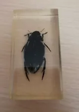 100% original exotic beetles real insects in resin (11)