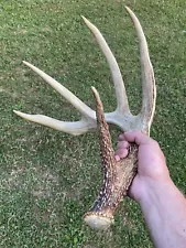 GIANT Wild Ohio 82 6/8” Clean Typical 5 Point Side Whitetail Deer Shed Antler