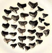 Fosil tiger shark teeth