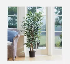 Smart Garden Weeping Fig - 130cm