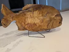 Vintage Piranha Taxidermy Mounted on Wire Stand FL Estate Sale Find