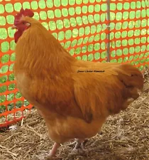 10+ Heritage Original Preserved Old Time Favorite!! Buff Orpington Hatching Eggs