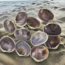 11 Quahog Clam Shell Purple Wampum Craft Aquarium Display Diaroma LARP Mermaid