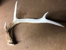 deer antler sheds for sale