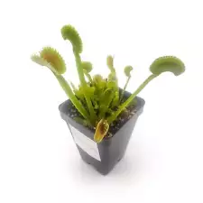 'Dente' Venus Flytrap