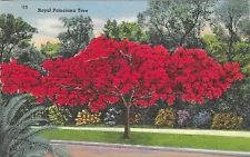 Vintage Florida Linen Postcard Royal Poinciana Tree