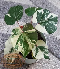 Hibiscus Tiliaceus Variegated Plants Free Phyto DHl Shipping