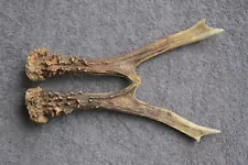 NATURALLY SHED ROE DEER ANTLERS - SET (PAIR, HORNS, KNIFE, HUNTING, TAXIDERMY)