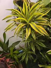 10" Pot - XL 4 ft tall Live "White Ribbon", Dracaena - Get similar