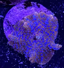 Live Coral Frag Absolutely Fish Naturals Superman Mushroom WYSIWYG