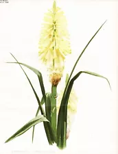 Knipophia longicollis torch torch lily tritomea Robinson Litho