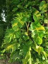 3 Rooted Cutting Golden Pothos Variegated Giant Plant Epipremnum Fenestrated