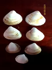 7 Clam Shells Large 3" - 5" Natural Atlantic Maine Sea Clams Beach Decor, Crafts