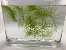 3 FT Hornwort FoxTail Live aquatic pond plant for Fry, Crystal shrimp, Betta