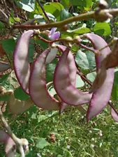 15 Hyacinth purple Bean Vine seeds Bataw Dolichos Lablab Fresh Harvest Organic