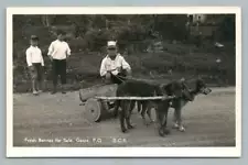 Boy in Dog Cart "Fresh Berries for Sale" GASPE Quebec RPPC Vintage Photo 1940s