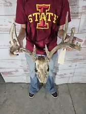 Wild 10 Point Whitetail Deer Antler Rack Horn Skull Decor Man Cave 121" Velvet