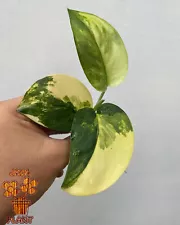 Scindapsus Jade satin Aurea Variegated Free Phytosanitary