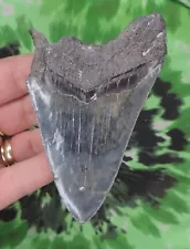 Megalodon Sharks Tooth 4" inch NO RESTORATIONS fossil sharks teeth tooth