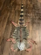 Iguana Skin Rug Taxidermy Oddity Decoration Funny Gaff Gift Lizard Reptile Mummy