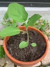 Turkey Berry | Devils Fig | Pea Eggplant 4"- 6" plant free shipping