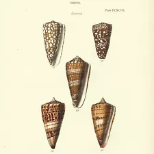 1834 Hand-Colored Print from G. B. Sowerby's Thesaurus Conchyliorum Pl. CCXCII