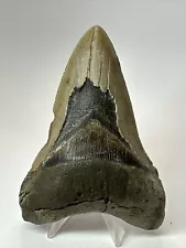 Megalodon Shark Tooth 4.48” Lower Jaw - Unique Fossil - Real 17843