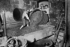 Men loading grapes into a wine press, France, 1932 1932 Old Photo