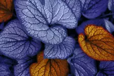 300 Seeds Blue Caladium Flowers Seeds Dwarf Elephant Ear Ornamental Plants