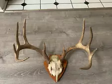 vintage 1950's 10 Point Deer antler rack with skull cap mounted on plaque