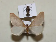 Alsophila aceraria - Pale Maple Moth - pair