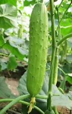 100 Chinese Spring & Autumn Cucumber Seeds Cucumis Cuke Seed Organic