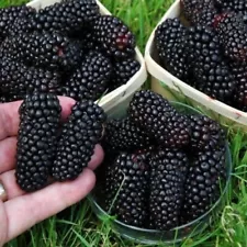 Blackberry Black Seeds Home And Garden For Outdoor Planting- 50 Seeds