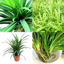 Pandan Plants Pandanus Amaryllifolius Live Roots Free Shipping from Ceylon 1