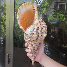 Triton Trumpet Shell, Ammonite Decoration Big Seashell, Snail Shell Ocean Decor