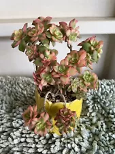 Bonsai Tree Aeonium kiwi Tree Live Plant