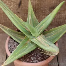 D1835 ALOE STRIATA VARIEGATED MONSTER pot20-H20-W37 cm MaMa Cactus