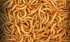 Organic Live Mealworms Reptile Food Feeders Chickens, Birds, Fish 200+ct. Medium